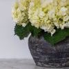 Product Image 14 for Small Vintage Pot With Double Handles from Legend of Asia